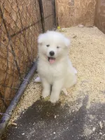 Czar, a male Samoyed for sale in Arcade, NY – 1 of 4