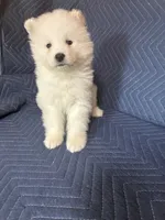 Abbey, a female Samoyed for sale in Arcade, NY – 5 of 5