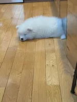 Czar, a male Samoyed for sale in Arcade, NY – 2 of 4