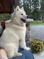 Abbey, a female Samoyed for sale in Arcade, NY – 3 of 5