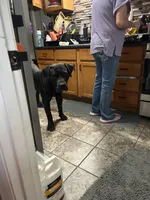 White, a male Boerboel for sale in Saint Louis, MO – 5 of 5