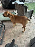 Pup 1, a  Boerboel for sale in Saint Louis, MO – 2 of 3