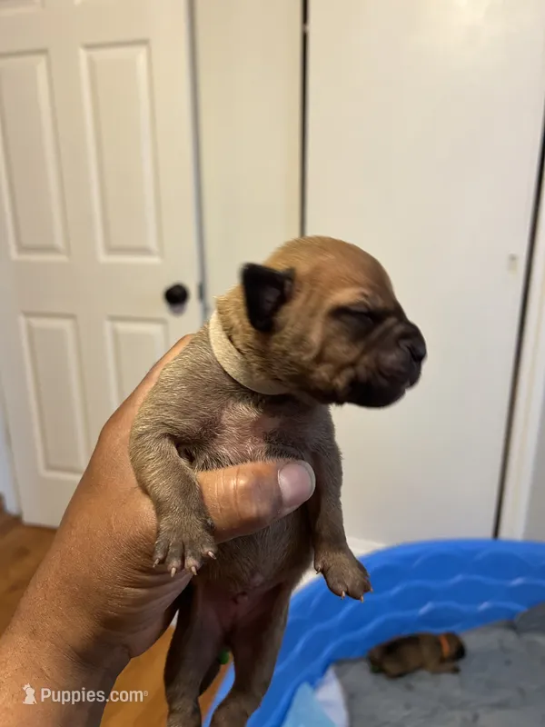 White – Boerboel puppy for sale in Saint Louis, MO