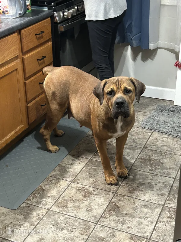 Pup 1 – Boerboel puppy for sale in Saint Louis, MO
