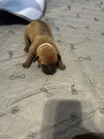 White, a male Boerboel for sale in Saint Louis, MO – 2 of 5