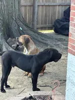 Pup 1, a  Boerboel for sale in Saint Louis, MO – 3 of 3