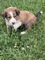 Brown Boy, a male Border Collie for sale in Berrien Springs, MI – 5 of 6