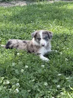 Ace, a male Border Collie for sale in Berrien Springs, MI – 1 of 4