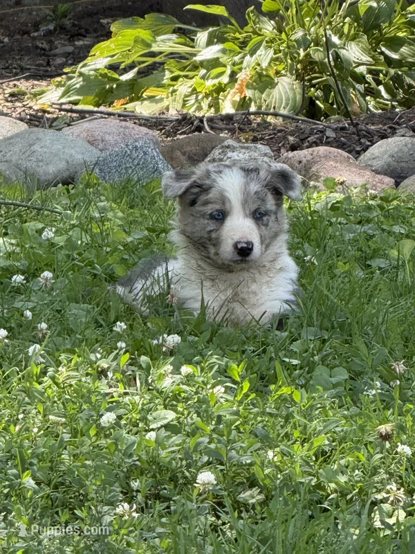 Milo – Border Collie puppy on hold in Berrien Springs, MI