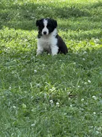 Gracie, a female Border Collie for sale in Berrien Springs, MI – 2 of 2
