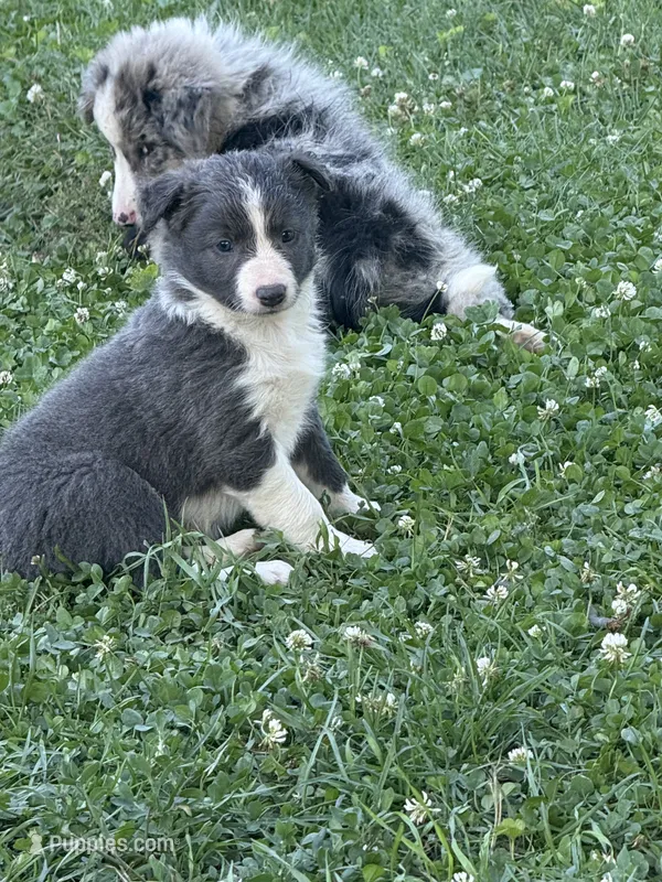 Zoey – Border Collie puppy for sale in Berrien Springs, MI