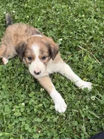 Brown Boy, a male Border Collie for sale in Berrien Springs, MI – 4 of 6