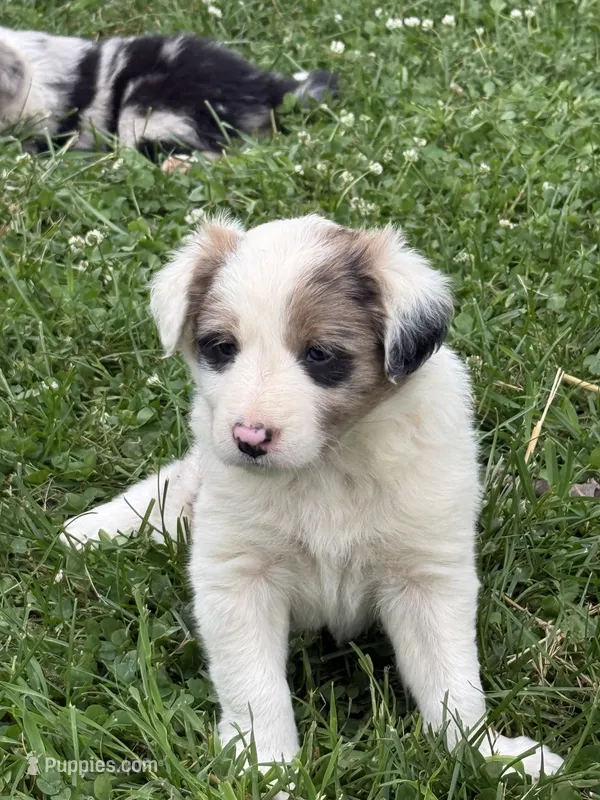 Pink girl – Border Collie puppy for sale in Berrien Springs, MI