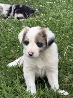 Pink girl, a female Border Collie for sale in Berrien Springs, MI – 1 of 2