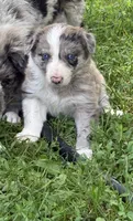 Ace, a male Border Collie for sale in Berrien Springs, MI – 3 of 4