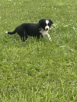 Black boy, a male Border Collie for sale in Berrien Springs, MI – 3 of 4