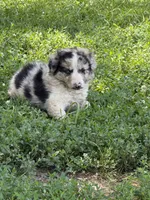 Axel, a male Border Collie for sale in Berrien Springs, MI – 3 of 3