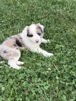 Pink girl, a female Border Collie for sale in Berrien Springs, MI – 2 of 2