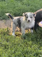 Milo, a male Border Collie for sale in Berrien Springs, MI – 2 of 2