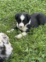 Black boy, a male Border Collie for sale in Berrien Springs, MI – 4 of 4