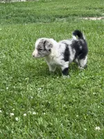 Blue boy, a male Border Collie for sale in Berrien Springs, MI – 3 of 3