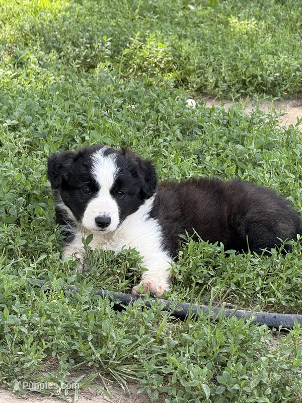 Gracie – Border Collie puppy for sale in Berrien Springs, MI