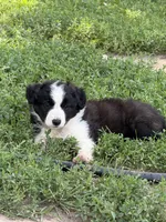 Gracie, a female Border Collie for sale in Berrien Springs, MI – 1 of 2