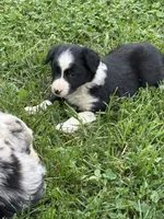 Black boy, a male Border Collie for sale in Berrien Springs, MI – 2 of 4