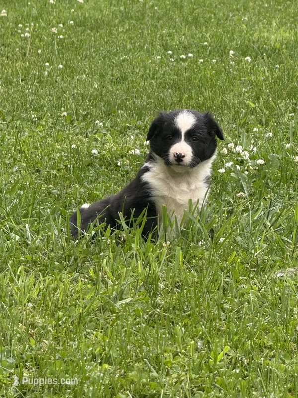 Black boy – Border Collie puppy for sale in Berrien Springs, MI