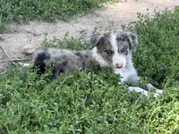 Ace, a male Border Collie for sale in Berrien Springs, MI – 4 of 4