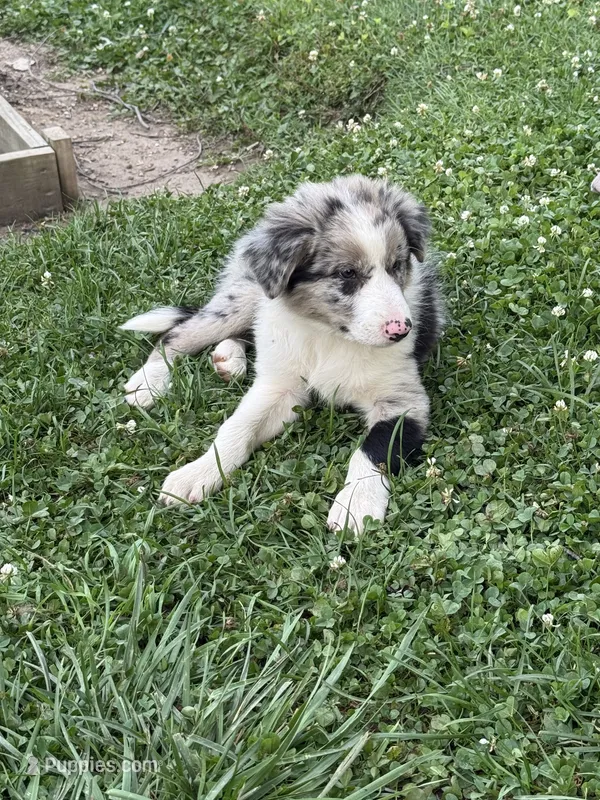 Tucker – Border Collie puppy for sale in Berrien Springs, MI