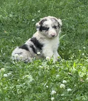 Axel, a male Border Collie for sale in Berrien Springs, MI – 2 of 3