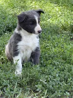 Zoey, a female Border Collie for sale in Berrien Springs, MI – 2 of 2