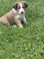Brown Boy, a male Border Collie for sale in Berrien Springs, MI – 2 of 6