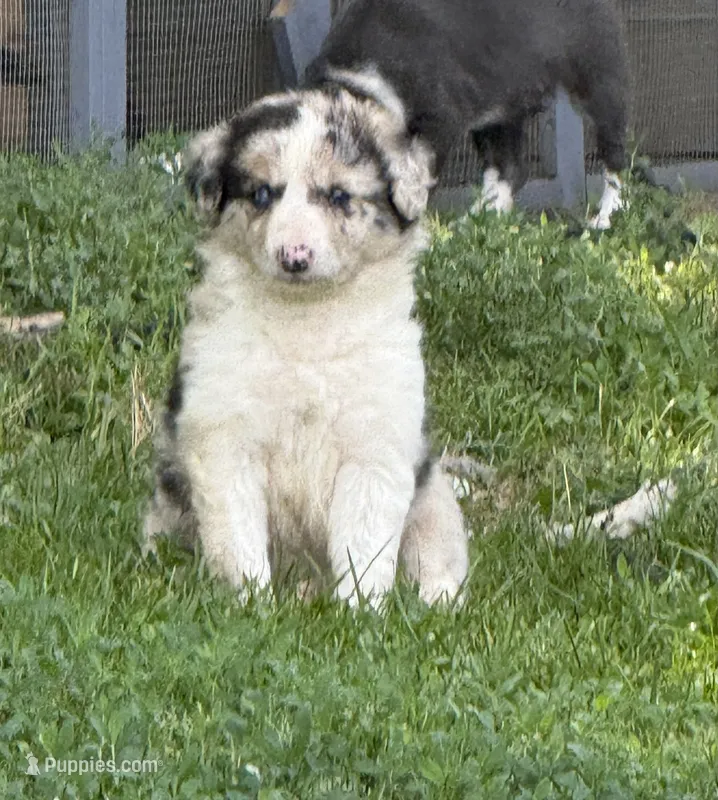 Axel – Border Collie puppy for sale in Berrien Springs, MI