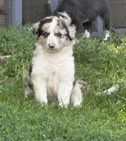 Axel, a male Border Collie for sale in Berrien Springs, MI – 1 of 3