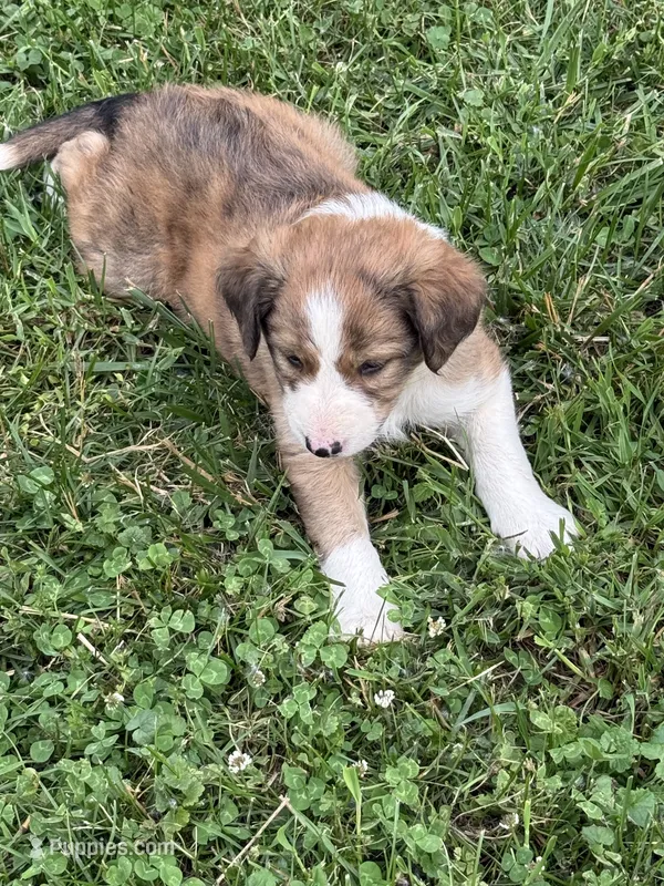 Brown Boy – Border Collie puppy for sale in Berrien Springs, MI