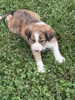 Brown Boy, a male Border Collie for sale in Berrien Springs, MI – 1 of 6