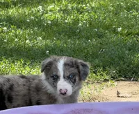 Ace, a male Border Collie for sale in Berrien Springs, MI – 2 of 4