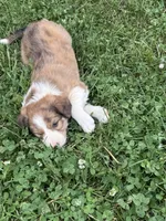 Brown Boy, a male Border Collie for sale in Berrien Springs, MI – 6 of 6