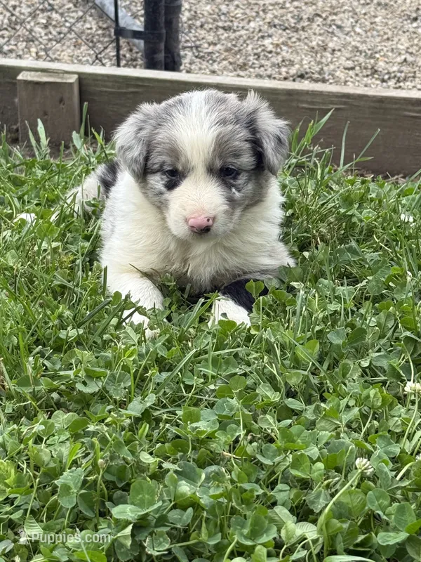 Blue boy – Border Collie puppy for sale in Berrien Springs, MI