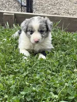 Blue boy, a male Border Collie for sale in Berrien Springs, MI – 1 of 3