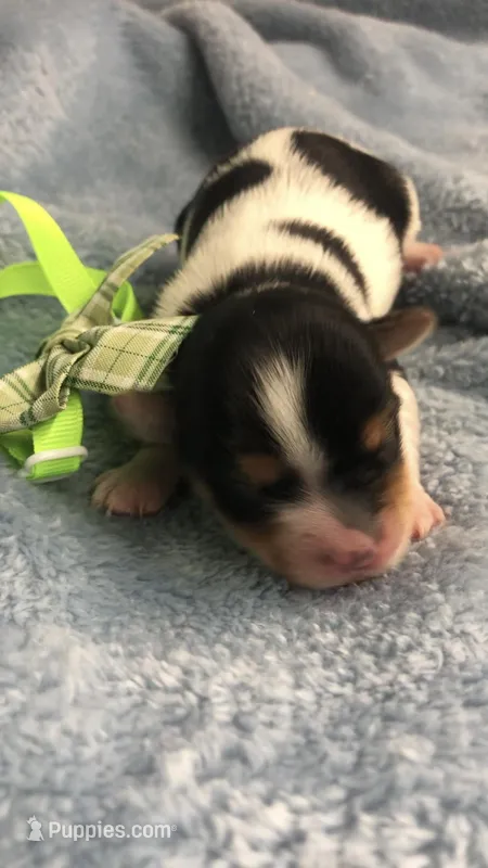 AKC zoeys green band boy – Yorkshire Terrier puppy for sale in Tahlequah, OK