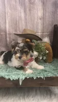 AKC zoeys red band boy, a male Yorkshire Terrier for sale in Tahlequah, OK – 5 of 8