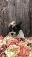 AKC Parti girl, a female Yorkshire Terrier for sale in Tahlequah, OK – 4 of 4