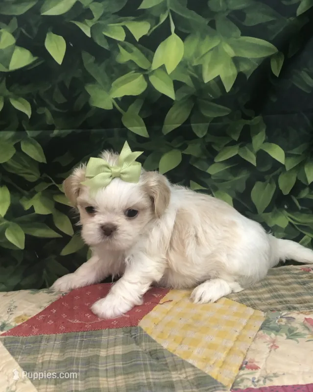 AKC Buffy’s cream girl – Shih Tzu puppy for sale in Tahlequah, OK