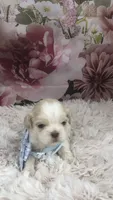 AKC Buffy’s Blue band boy, a male Shih Tzu for sale in Tahlequah, OK – 3 of 5