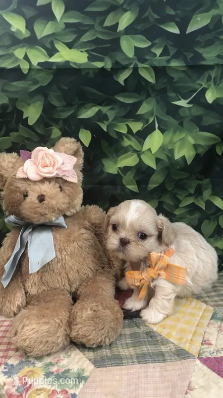 AKC Buffys orange band boy – Shih Tzu puppy for sale in Tahlequah, OK