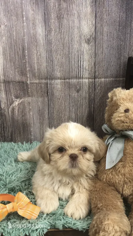 AKC Buffys orange band boy – Shih Tzu puppy for sale in Tahlequah, OK