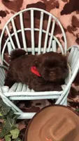 AKC Ivys Choc. Boy , a male Shih Tzu for sale in Tahlequah, OK – 2 of 5